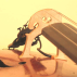 Realist Copperhead Pickup for Cello